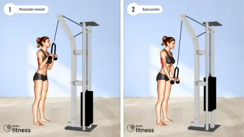 Jalones de Tríceps (Triceps Pushdown)